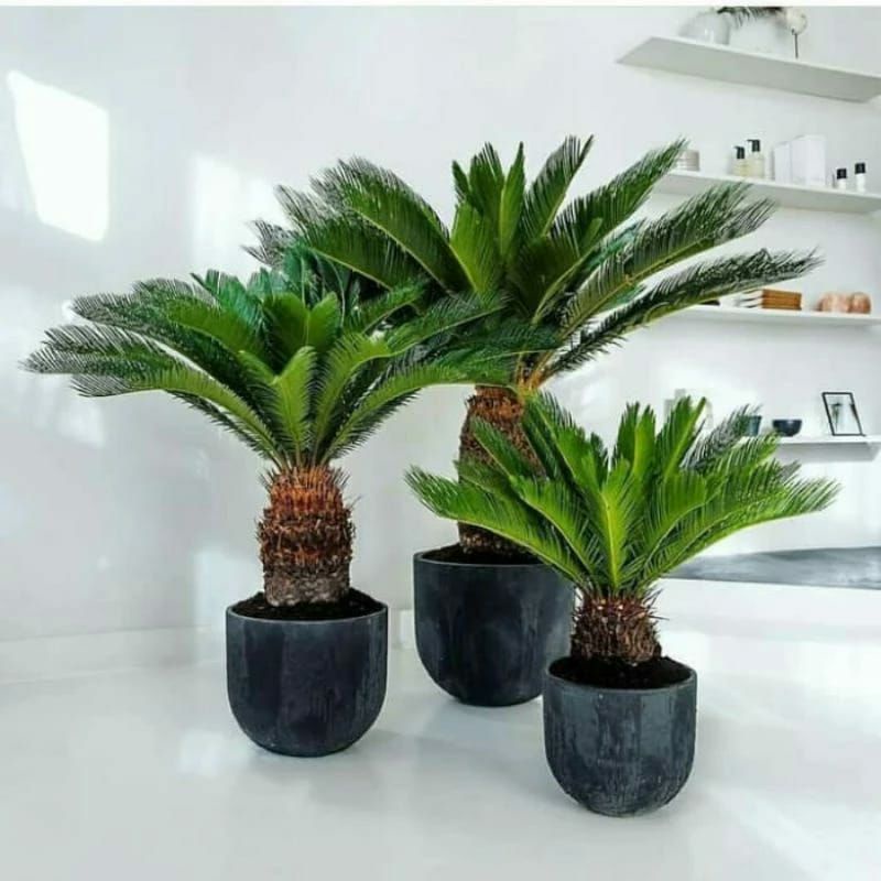 (BISA COD) Tanaman hias pohon palm sikas-palm sikas tinggi 50-80cm