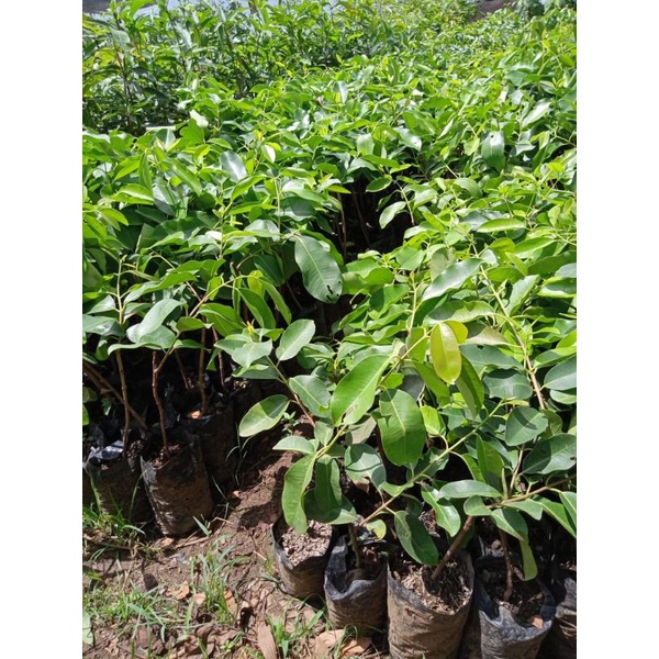 Bibit Jamblang / Duwet Putih Okulasi Best Seller