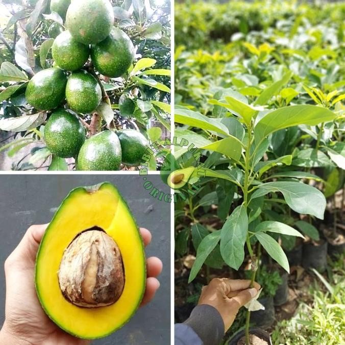 Bibit buah alpukat Miki tinggi 40-50 cm -Terlaris -Terlaris