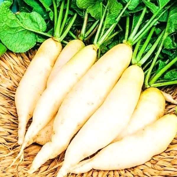 10 Butir Benih Bibit/Biji Lobak putih super