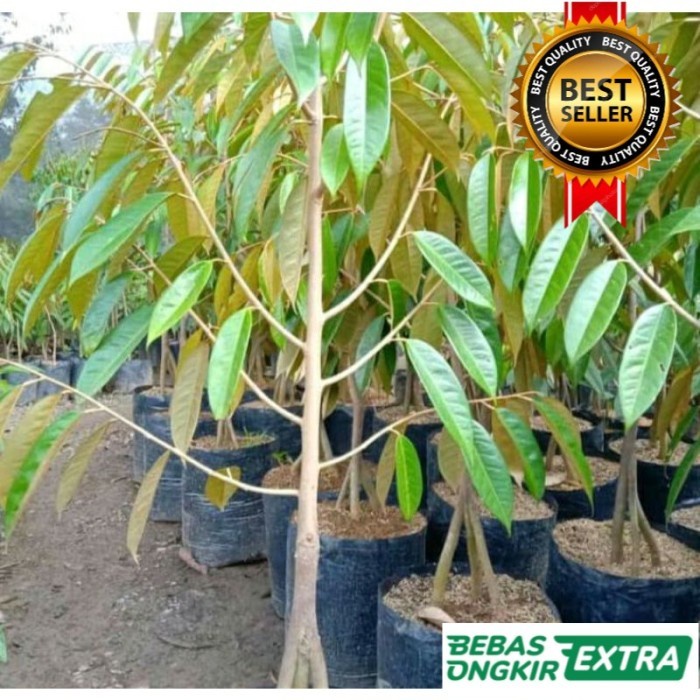 Bibit Durian Bawor Kaki 3 Tinggi 1,5 Meter Hasil Okulasi