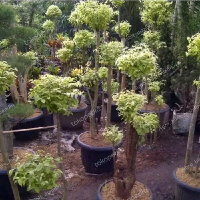 Tanaman Hias Bonsai Anting Putri