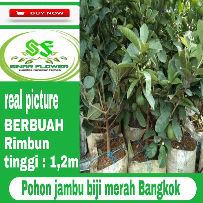 Pohon Jambu Biji Merah Berbuah Pohon Buah Jambu Bangkok