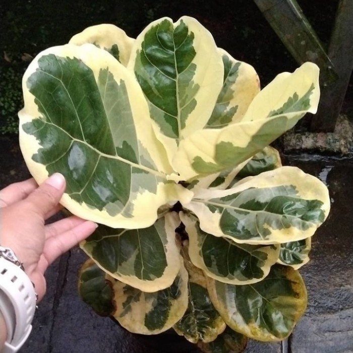 Tanaman Hias Ketapang Biola Varigata - Ketapang Biola Varigata