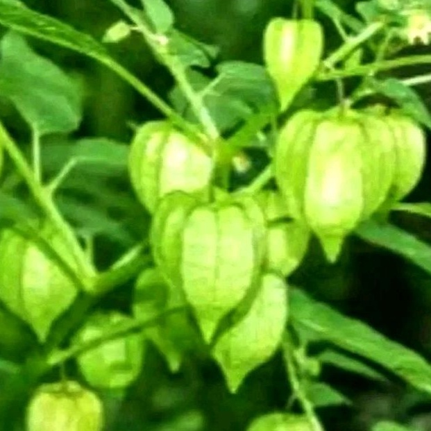 30 Bibit Biji/Benih Ciplukan golden berry/ciplukan bery cecendet