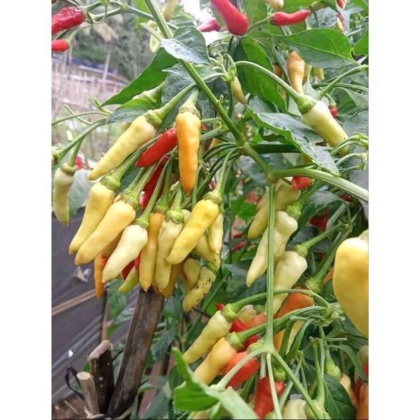 100 benih CABE RAWIT VIRAL GEROMBOL Bibit cabe rawit berdompol pedas / benih cengek bibit sayuran le