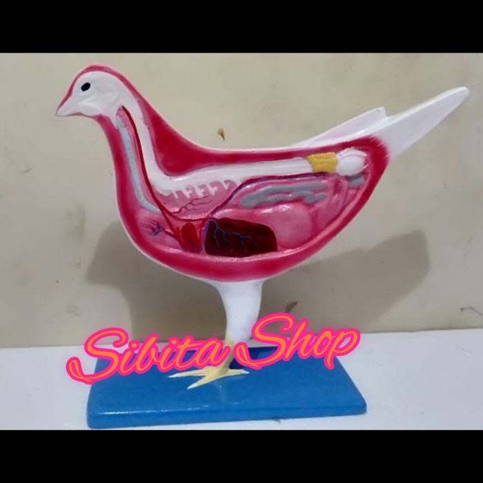 

Model Burung AnatomiAlat PeragaPhantomManikin