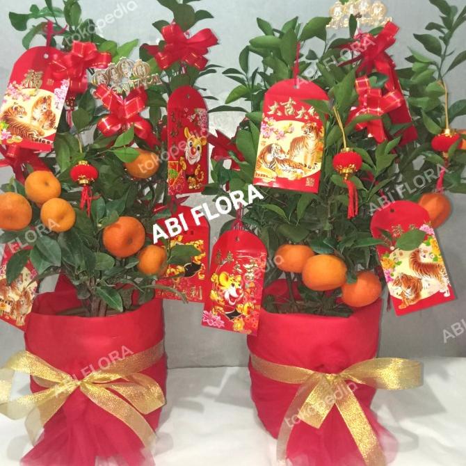 pohon jeruk imlek