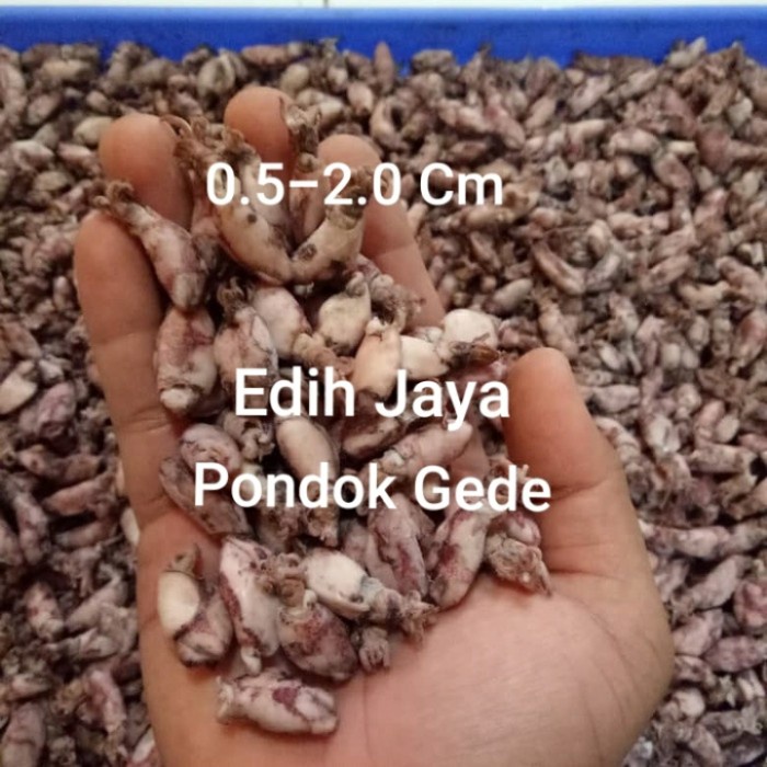 

Cumi Baby Asin Super Kering Netto 500 Gram