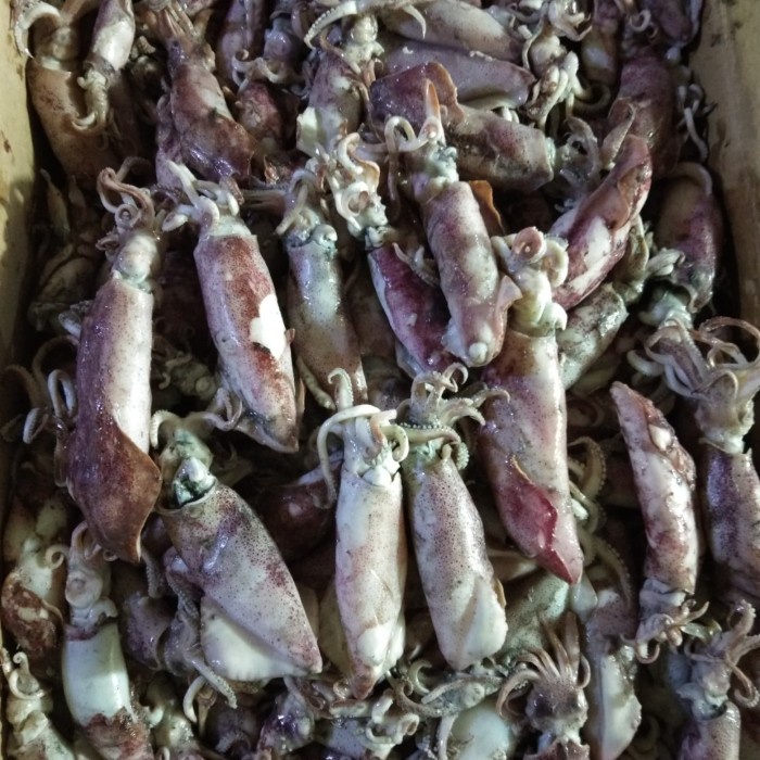 

Cumi Asin Sotong Super Jumbo Per 1Kg