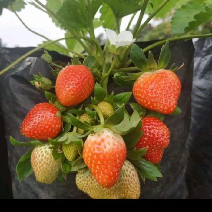 READY BIBIT TANAMAN BUAH STRAWBERRY KOREA