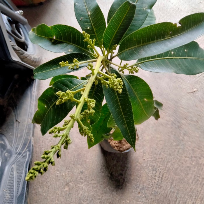 MXX Tanaman Bibit Buah Mangga Manalagi Sudah Berbuah