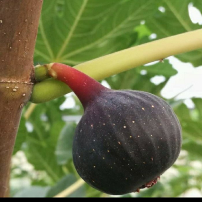 READY BIBIT TANAMAN BUAH TIN BLACK MISSION LANGKA