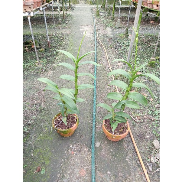 inaraya red dan inaraya blue 85k perplant