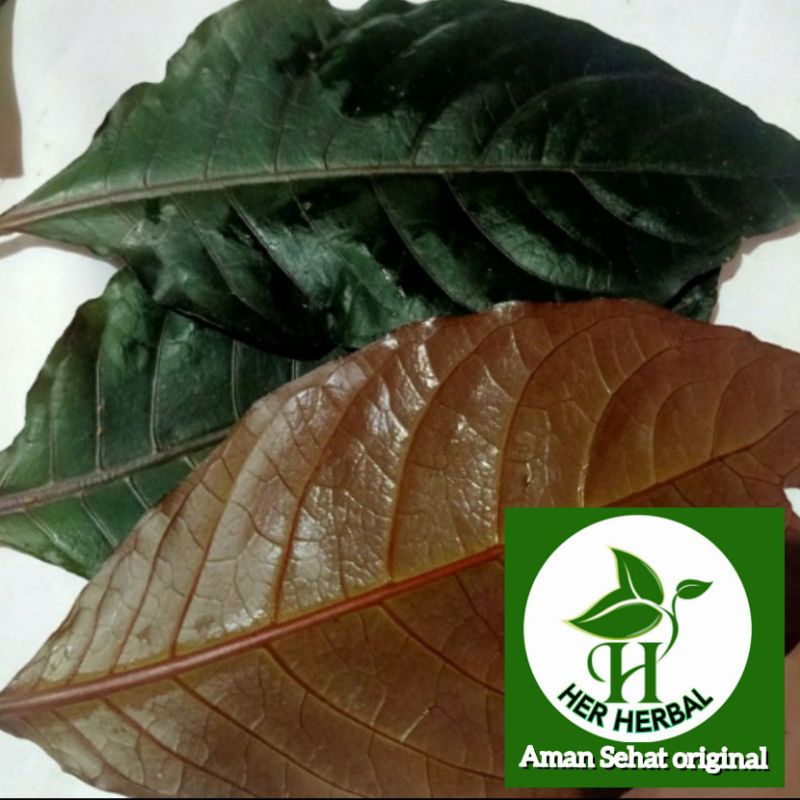 

Daun Handeuleum daun ungu oba herbal Ambien wasir