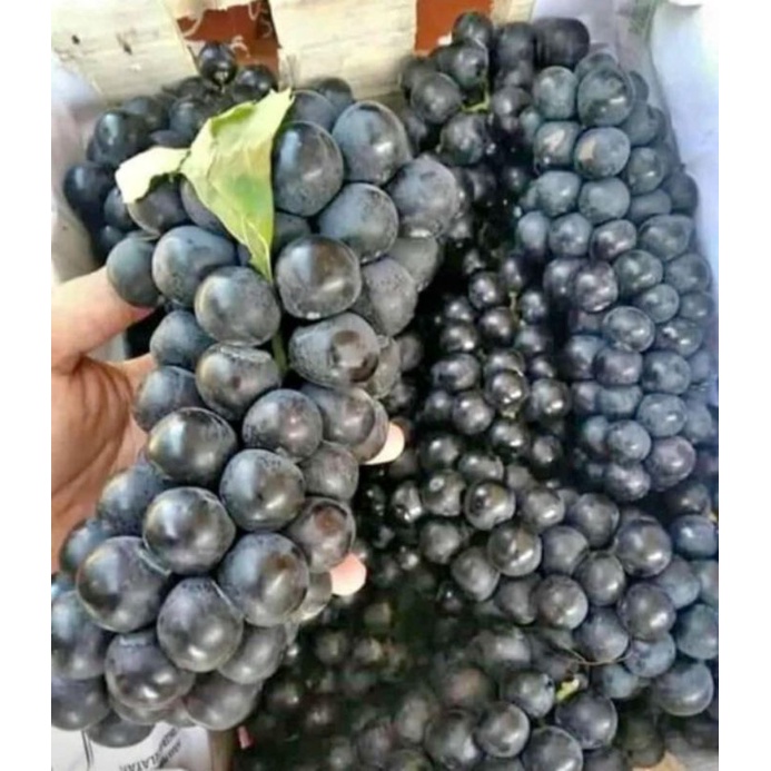 PROMO ANGGUR BALI MANIS 1 KG