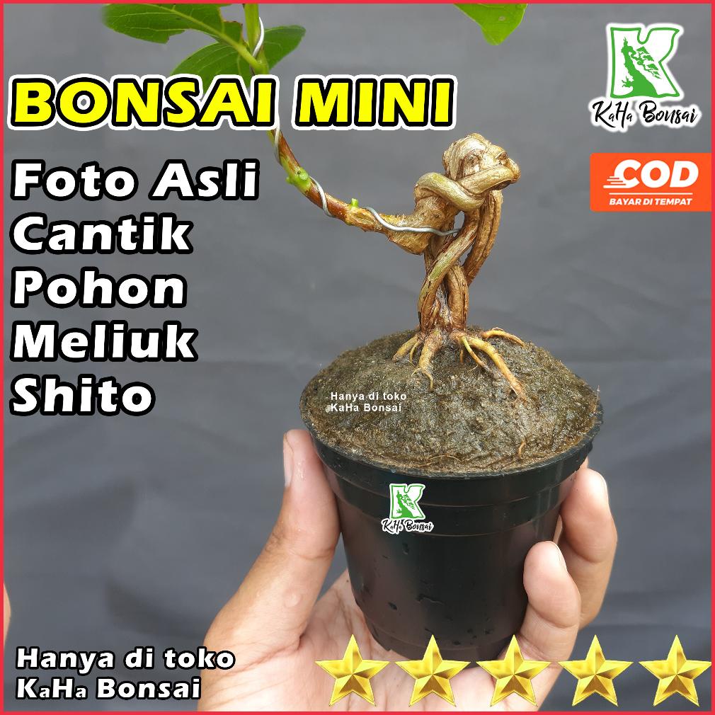 Sale Bahan Bonsai Mini Sancang Plintiran Ekstrim Sancang Plintir Ekstrim Sancang Split Trunk Sancang