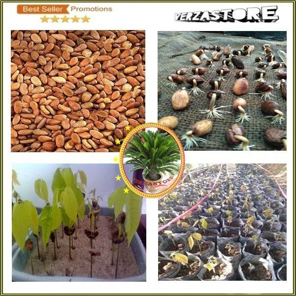 Terbaru Biji Benih Bibit Tanaman Buah Kakao Coklat Hibrida Super /20 EE44