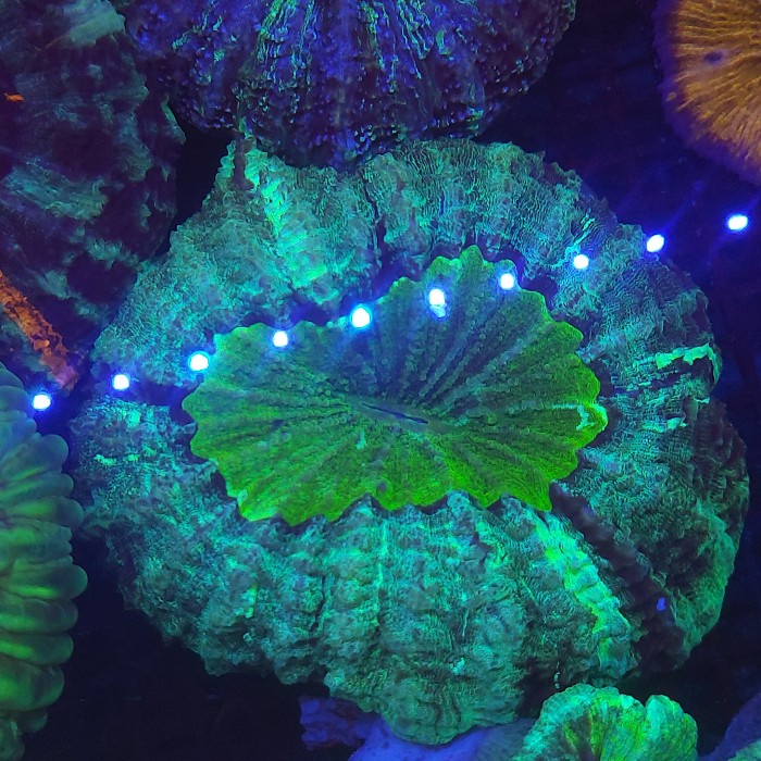 

✅Ready Coral Donat Ijo Limited