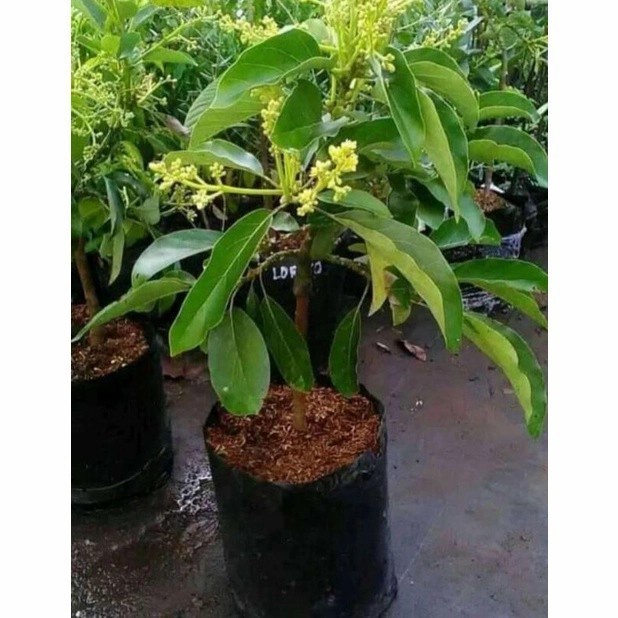 READY bibit tanaman buah alpukat miki sudah berbunga tabulapot fres