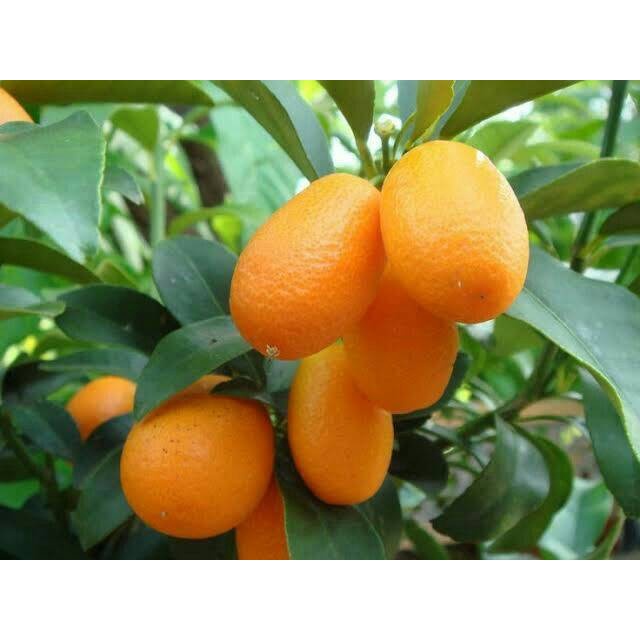 READY Bibit tanaman jeruk nagami cepat berbuah / Bibit Buah Buahan Dalam pot