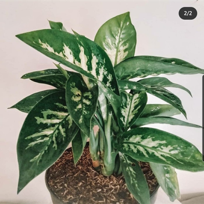 

Tanaman Sri Rezeki Tumpah + Pot