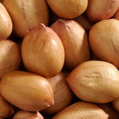 

1 Kg Benih Biji Bijian Kacang Tanah Super/Kacang Unggul