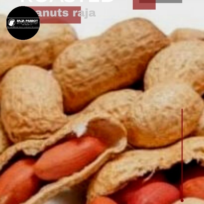 

Roasted Peanuts Seeds Kacang Tanah Untuk Burung