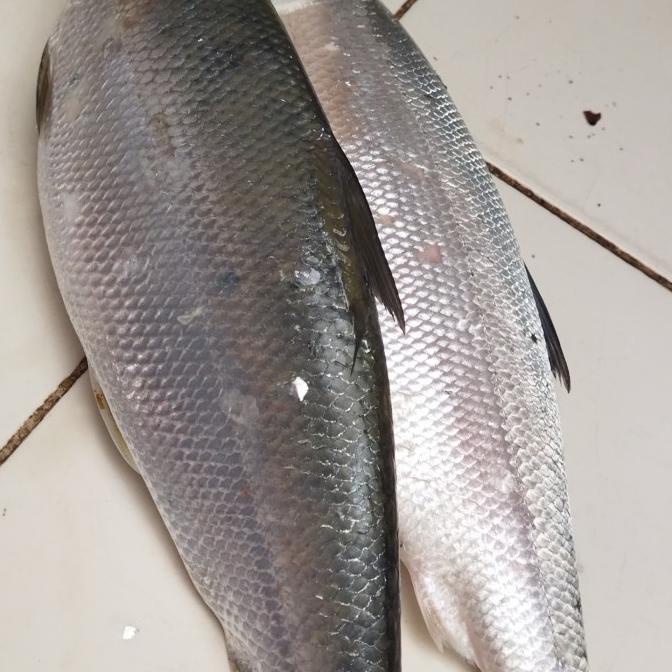 

BIG SALE IKAN BANDENG IMLEK BESAR !!!!!