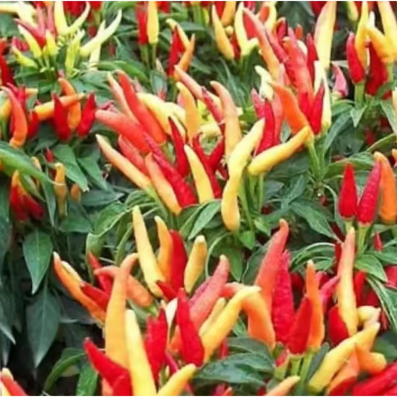 [ MURAH ]Terlaris,,100 Bibit cabe setan /Benih cabe rawit/Benih cabe rawit setan/Benih bibit cabe ra