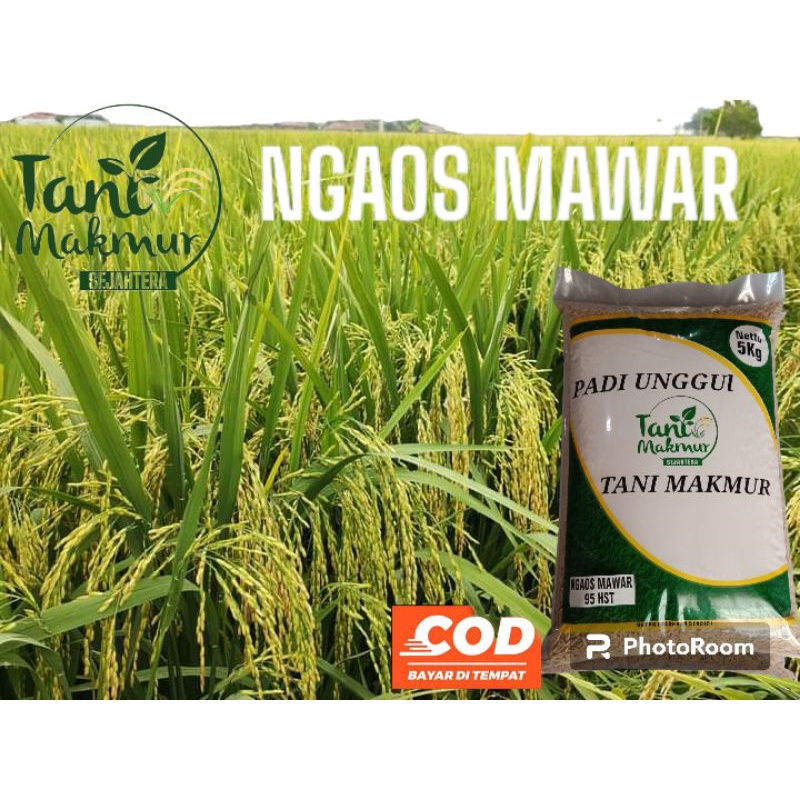 Benih padi ngaos mawar 5kg