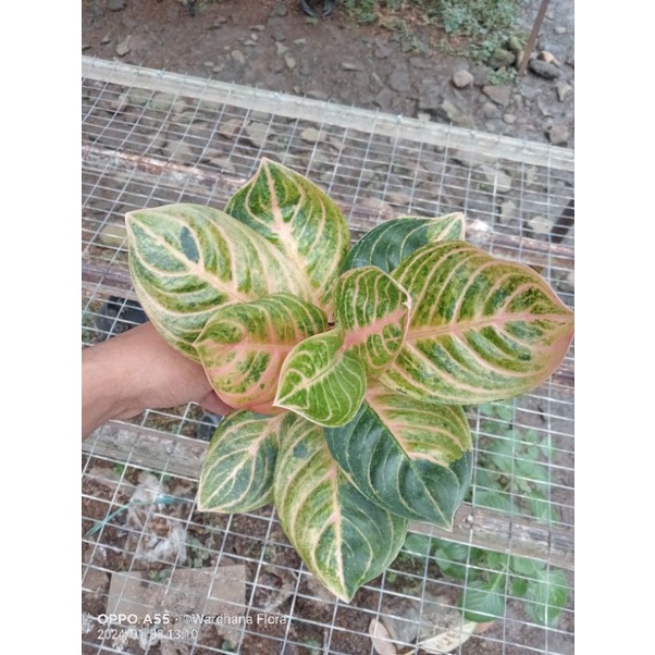 PROMO AGLONEMA  AGLAONEMA Rinjani Remaja