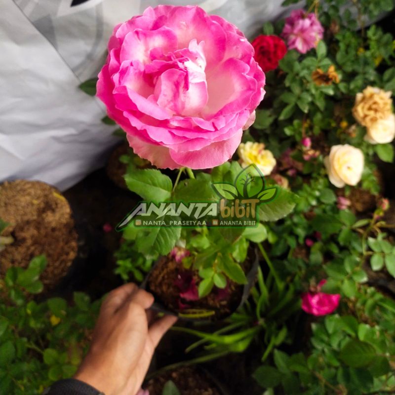 Mawar Carousel tanpa duri