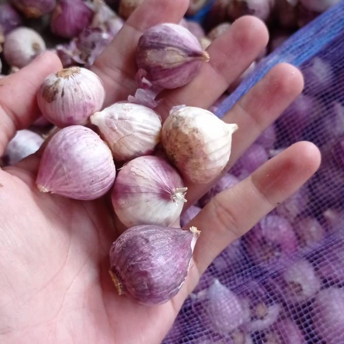 Bawang Putih Tunggal 1 Kg - Bawang Putih Lanang 1 KG