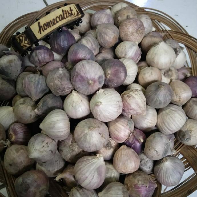 

bawang putih tunggal lanang
