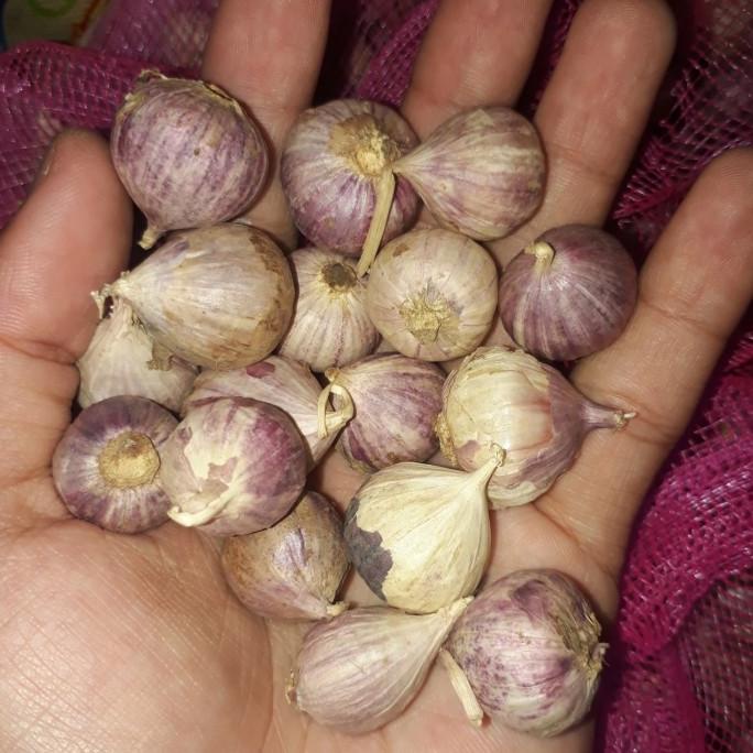 

Bawang Putih Tunggal - Lanang 1 KG FRESH - Kecil