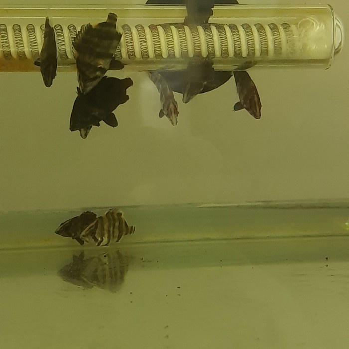 Promo Baby Datz 4-5Cm(Borneo)