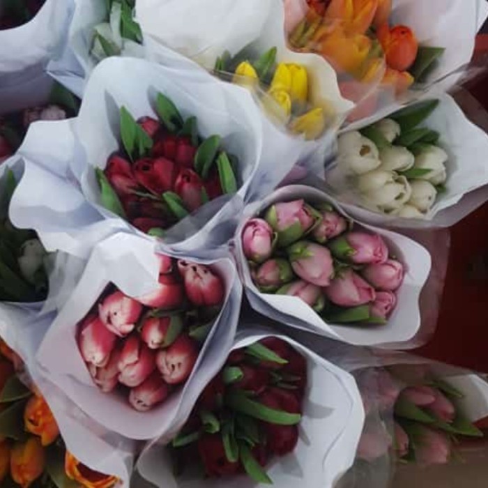 [Baru] Bunga Tulip Segar Asli / Tulip Bunga Segar Asli Terbaru