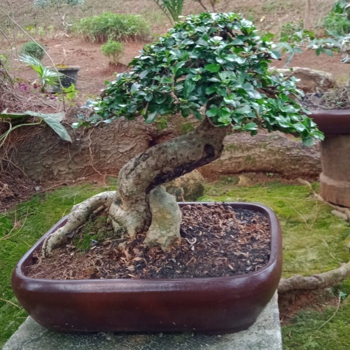 [New] Bonsai Hokianti Micro Small Terbaru