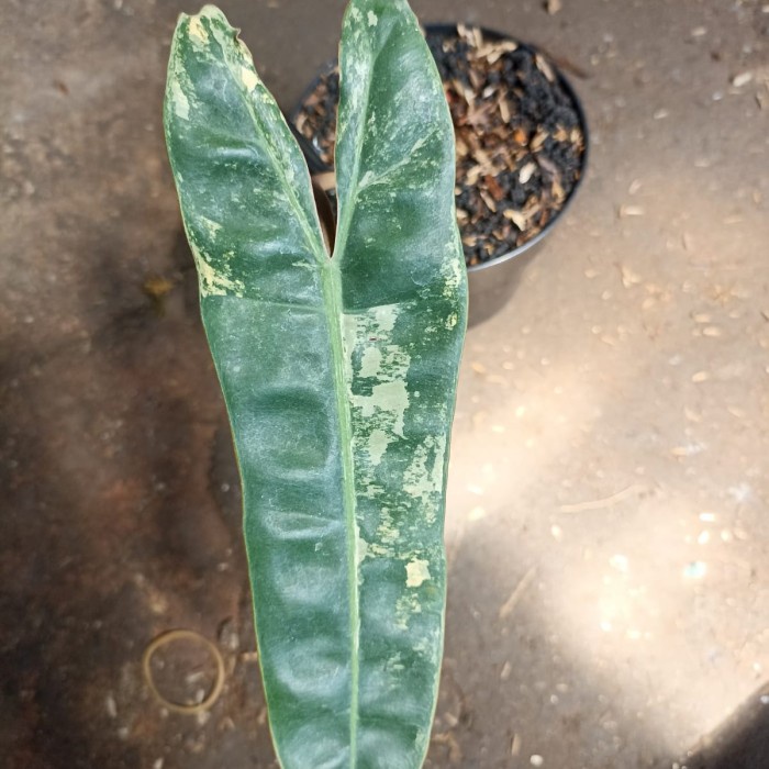 [New] Tanaman Hias Philodendron Billietiae Variegated Kabel Busi Varigata Berkualitas