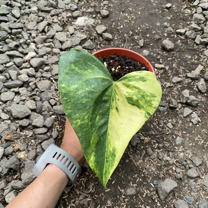[New] Anthurium Pterodactyl Variegata 1 Daun Terbatas