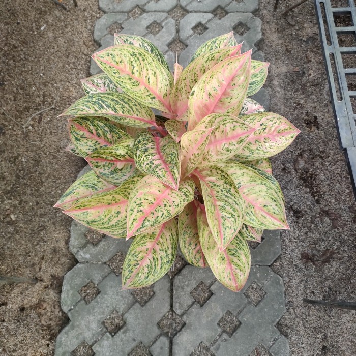 [New] Aglonema Splash Rumpun Terbatas