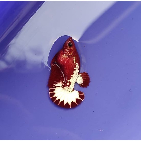 female fccp star grade