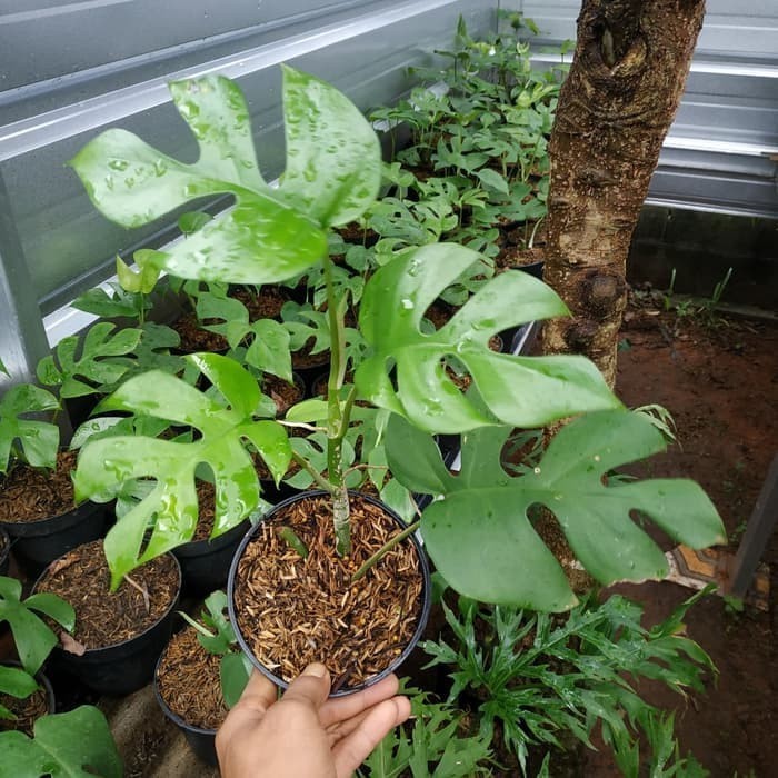 

[Baru] New!! Tanaman Hias 1213 Philodendrum Mosntera Mini Diskon
