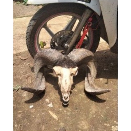 

[Baru] Tanduk Domba Garut Bahan Kerajinan Tanduk Domba Limited