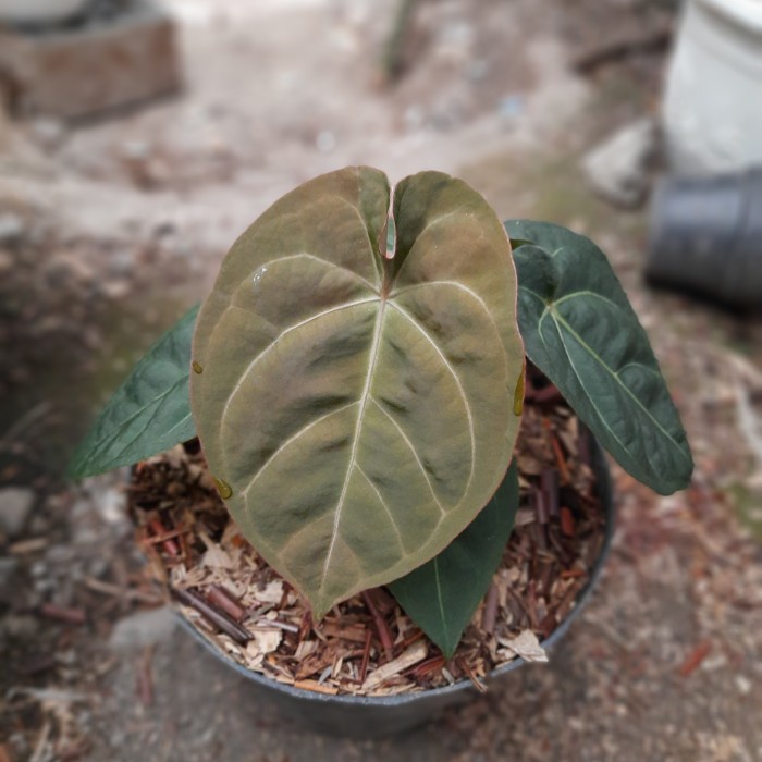 [COD] Anthurium Hoffmanii X Forgetii Terbatas