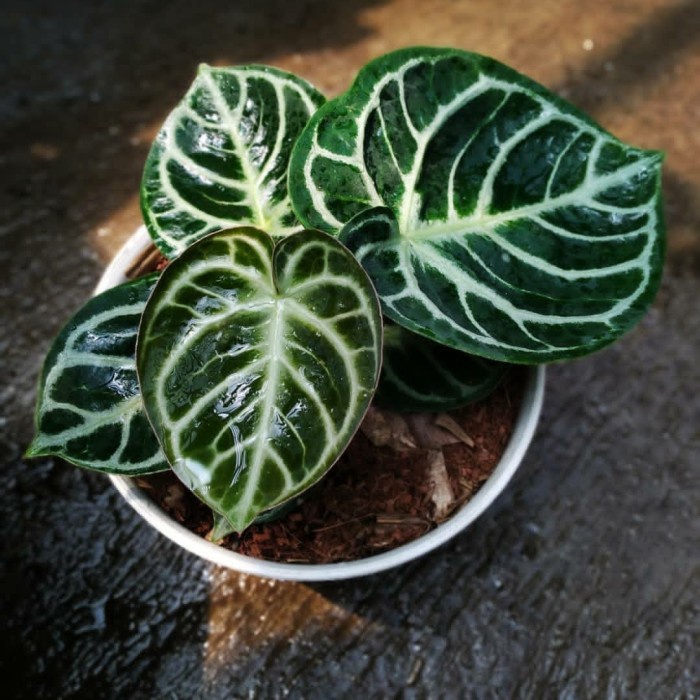 [COD] Anthurium Dorayaki Mangkok Ori Tanaman Limited