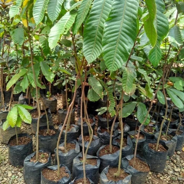 OBRAL TANAMAN Bibit Buah Matoa Merah Asli Papua / Bibit Matoa Merah