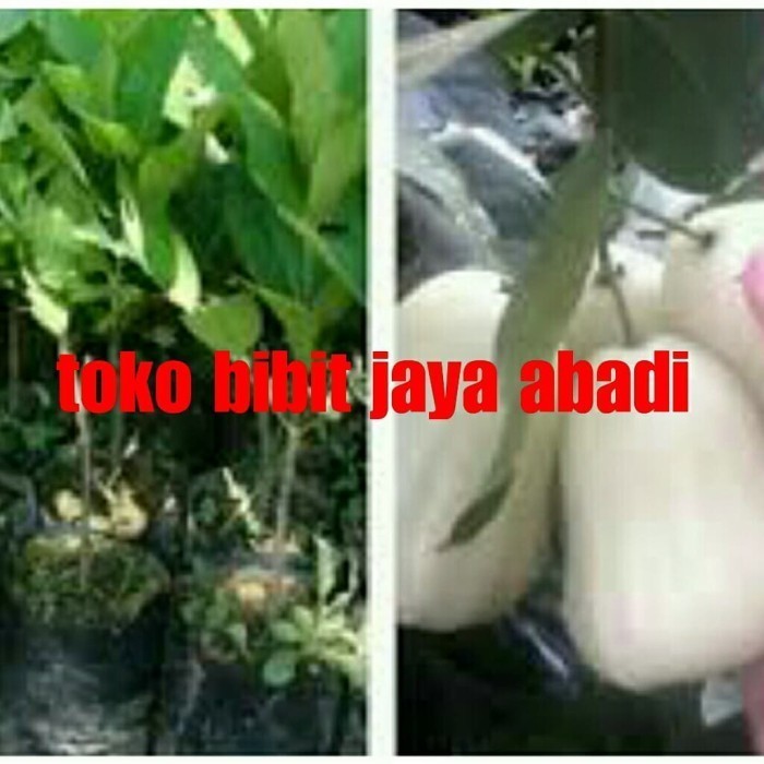 Terlaris Terlaris bibit tanaman buah jambu air salju putih super manis VALID