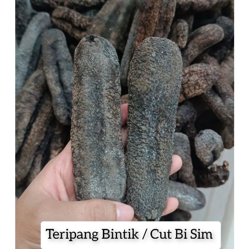 

Teripang / Haisim / Teripang Bintik / Cut Bi Sim / Sea Cucumber / Timun Laut / Lintah Laut / Haisom / Hoisom